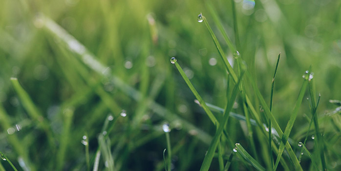 image de Pelouse artificielle et pluie, les bonnes pratiques !